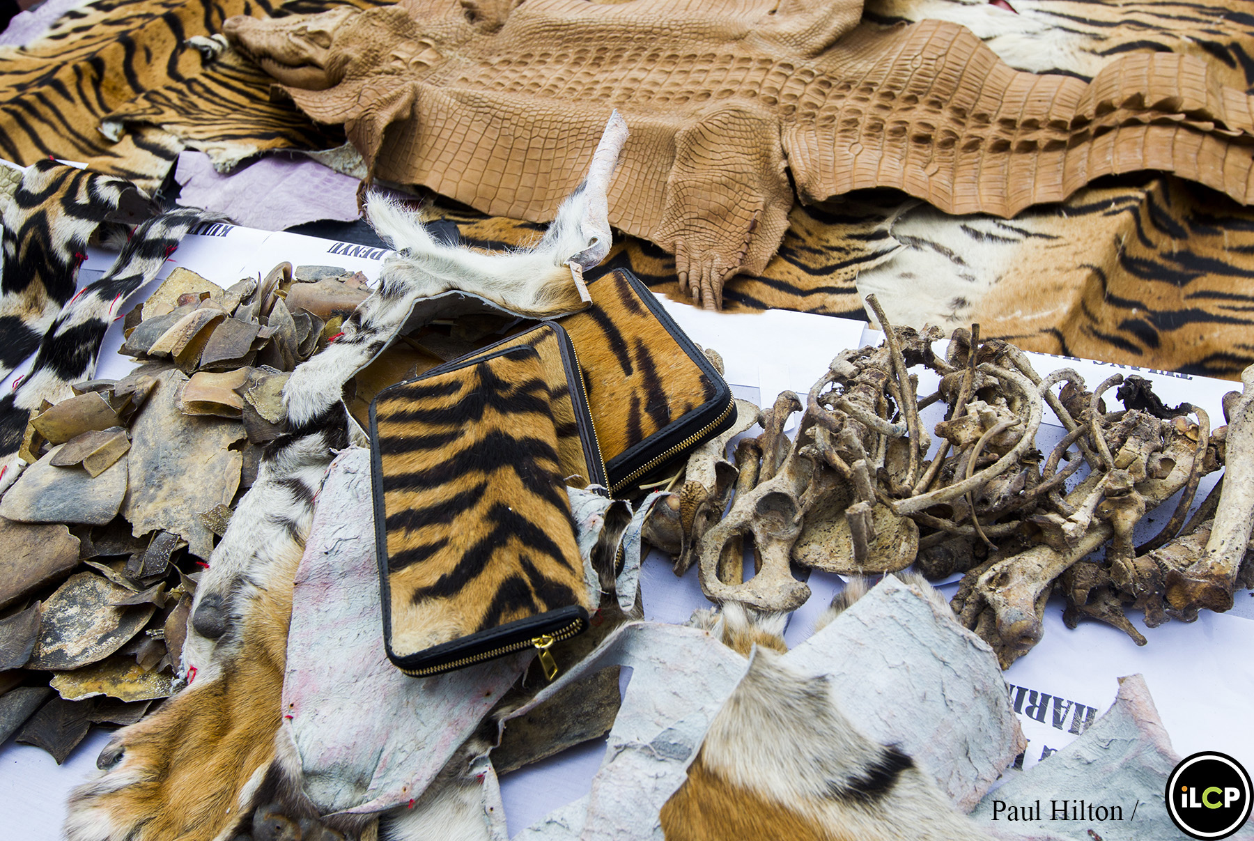 Products made of the Malayan Tiger's skin, teeth and claws.